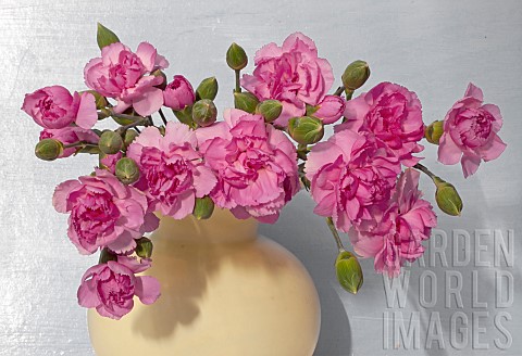 Pink_Carnations_in_Vase