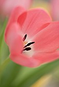 Soft focus rose pink tulip