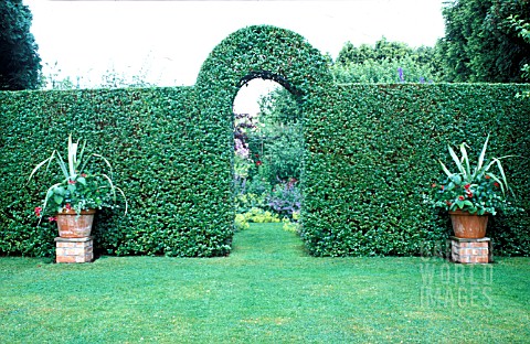 CLIPPED_PRIVET_HEDGE_WITH_ARCHWAY