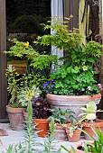 VARIOUS PLANTS IN POTS BY A DOORWAY, ACER, HELLEBORUS, PANSY