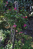 ROSA CHINENSIS ON A RUSTIC ROSE SUPPORT