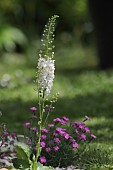 WHITE FLOWERING VERBASCUM WITH PINK DIANTHUS