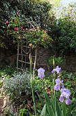 ROSA CHINENSIS ON A RUSTIC ROSE SUPPORT, BEARDED IRIS