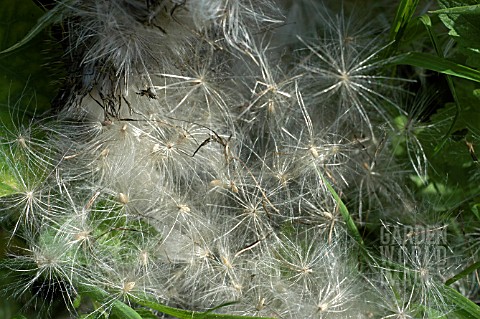 DOWNY_SEEDHEAD_OF_ONOPORDON_ACANTHIUM__SCOTS_THISTLE_SEEDS