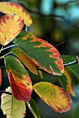AMELANCHIER CANADENSIS,  SERVICE BERRY TREE,  AUTUMN FOLIAGE