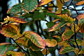 AMELANCHIER CANADENSIS,  SERVICE BERRY TREE,  AUTUMN FOLIAGE