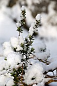 THYMUS VULGARIS, GARDEN THYME COVERED WITH SNOW