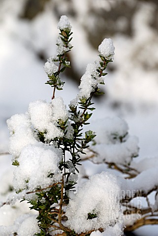 THYMUS_VULGARIS_GARDEN_THYME_COVERED_WITH_SNOW