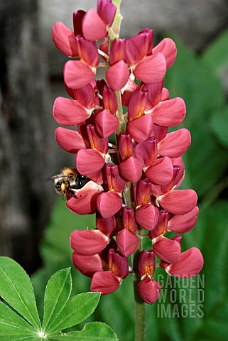 BUMBLE_BEE_ON_LUPINUS_PERENNIAL_LUPIN_RUSSELL_HYBRID