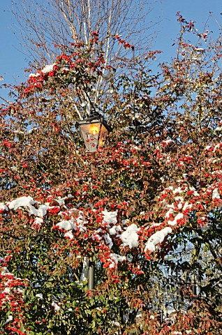 SNOW_ON_BRANCHES_AND_BERRIES_OF_SORBUS_SARGENTII