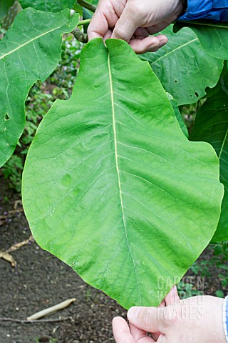 HANDS_HOLDING_A_LEAF_FROM_THE_MAGNOLIA_MACROPHYLLA_TREE
