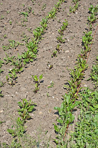 ROWS_OF_YOUNG_BEETROOT_PLANTS