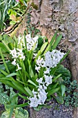 WHITE HYACINTHUS ORIENTALIS GROWING AT THE BASE OF A SYCAMORE TREE