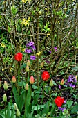 SPRING FLOWERS IN WOODLAND