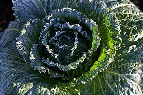 BRASSICA_OLERACEA_SAVOY_CABBAGE_FROST_IN_JANUARY