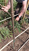 POSITIONING SUPPORTS FOR CORDON TOMATOES
