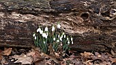 GALANTHUS, SNOWDROPS GROWING BESIDE AN OLD, DECAYING, TREE TRUNK
