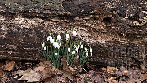 GALANTHUS_SNOWDROPS_GROWING_BESIDE_AN_OLD_DECAYING_TREE_TRUNK