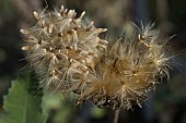 SEEDS BEING DISPERSED BY THE WIND FROM A SEEDHEAD OF STEMMACANTHA CENTAUROIDES SYN. CENTAUREA PULCHRA MAJOR