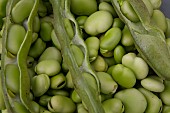 PODDED, ORGANIC BROAD BEANS, MASTERPIECE