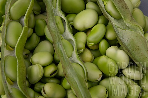PODDED_ORGANIC_BROAD_BEANS_MASTERPIECE