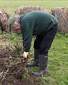 MAN TRYING TO REMOVE STINGING NETTLE ROOTS