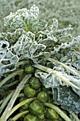 BRUSSELL SPROUTS (WITH FROST)