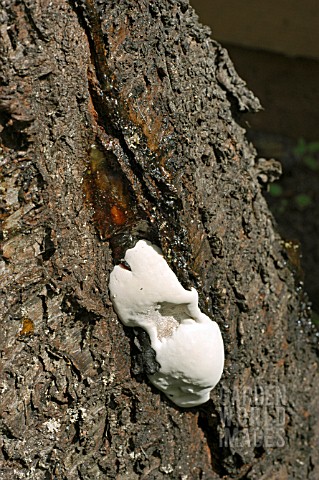 FUNGUS_FROM_EXUDING_RESIN_TO_DAMAGE_CHERRY_TREE
