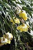 SNOW ON NARCISSUS (DAFFODILS)