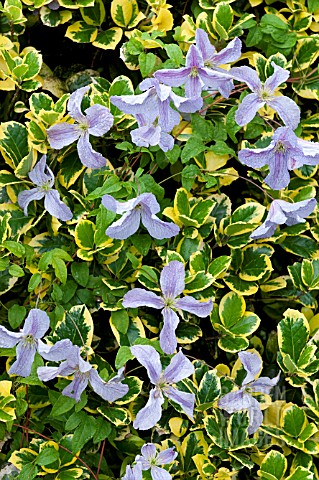 CLEMATIS_EMELIA_PLATER_GROWING_THROUGH_VARIEGATED_HOLLY