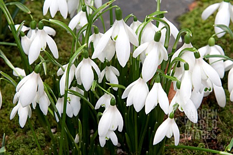 GALANTHUS_ANGELSEY_ABBEY