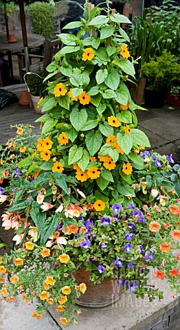 CONTAINER_WITH_THUNBERGIA_ALATA