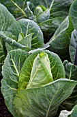 CABBAGE POINTED DUTCHMAN F1