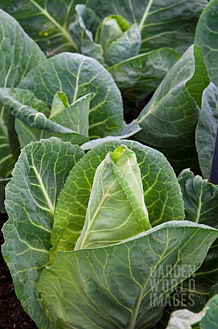 CABBAGE_POINTED_DUTCHMAN_F1