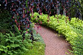 PATH OF BRICKS AT APPLETERN NL  SURROUNDED BY GROUND COVER PLANTS FERNS AND BAMBOO WITH WEEPING COPPER BEECH OVERHANGING