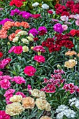 DIANTHUS MIXED (PINKS)