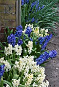 HYACINTHUS NATURALISED AFTER FORCING