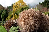 MISCANTHUS SINENSIS MALEPARTUS IN THE WINTER GARDEN AT THE SIR HAROLD HILLIER GARDENS AND ARBORETUM
