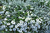 SILVER AND WHITE ANNUALS PETUNIAS AND HELICHRYSUM MICROPHYLLUM