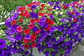 PETUNIAS MIXED COLOURS IN TROUGH