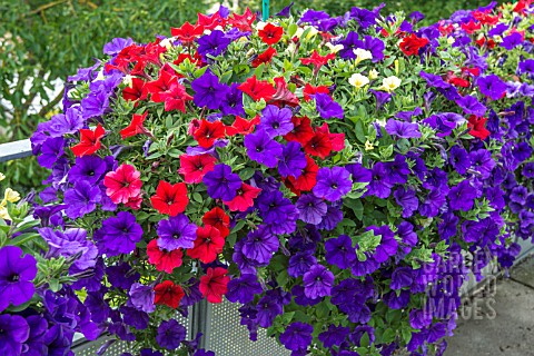 PETUNIAS_MIXED_COLOURS_IN_TROUGH