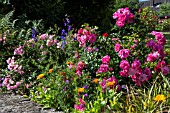 ROSE BORDER UNDERPLANTED WITH HARDY ANNUALS