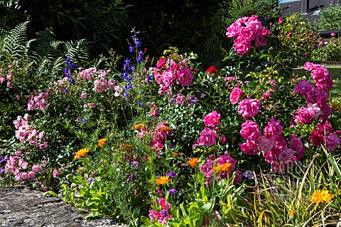ROSE_BORDER_UNDERPLANTED_WITH_HARDY_ANNUALS