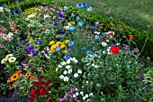 INFORMAL SUMMER BEDDING WITH HARDY ANNUALS