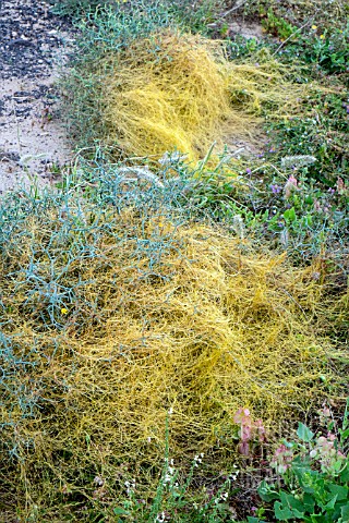 CUSCUTA_SP_GROWING_AFTER_RAINS_IN_CANARY_ISLANDS