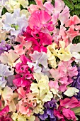 SWEET PEA MIXED  (SPENCER)