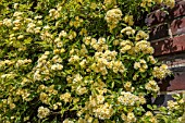 ROSA BANKSIAE LUTEA AGM ON HOUSE WALL