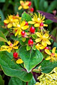 HYPERICUM MAGICAL RED FLAME