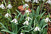 GALANTHUS TRYMPOSTER