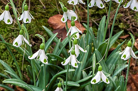 GALANTHUS_TRYMPOSTER